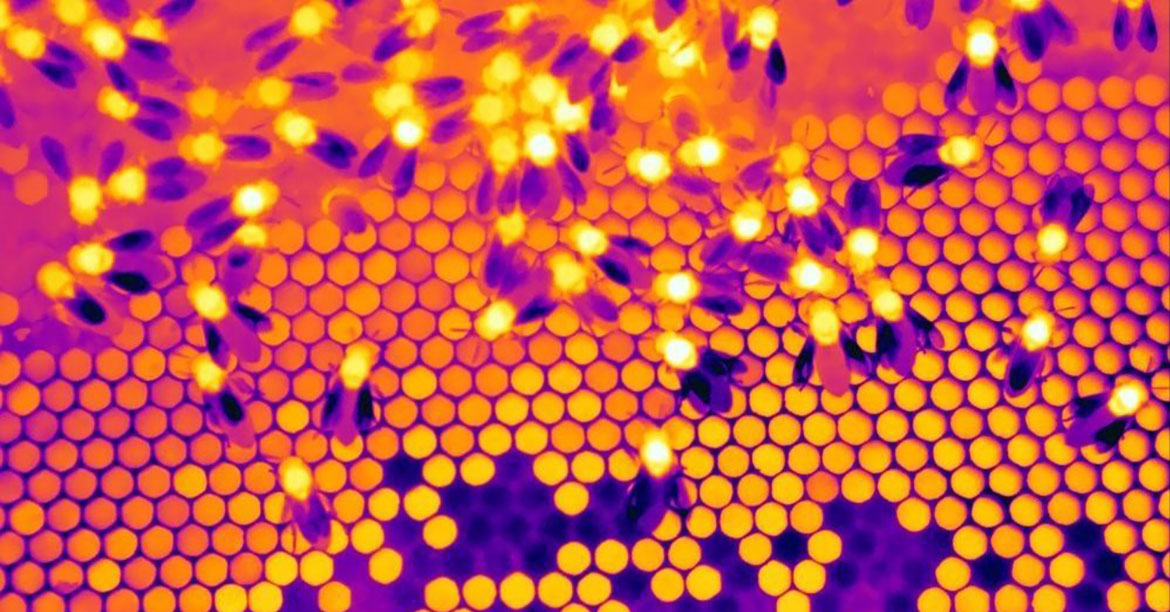 Image thermique de la ruche